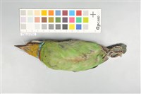 五色鳥藏品圖，第14張